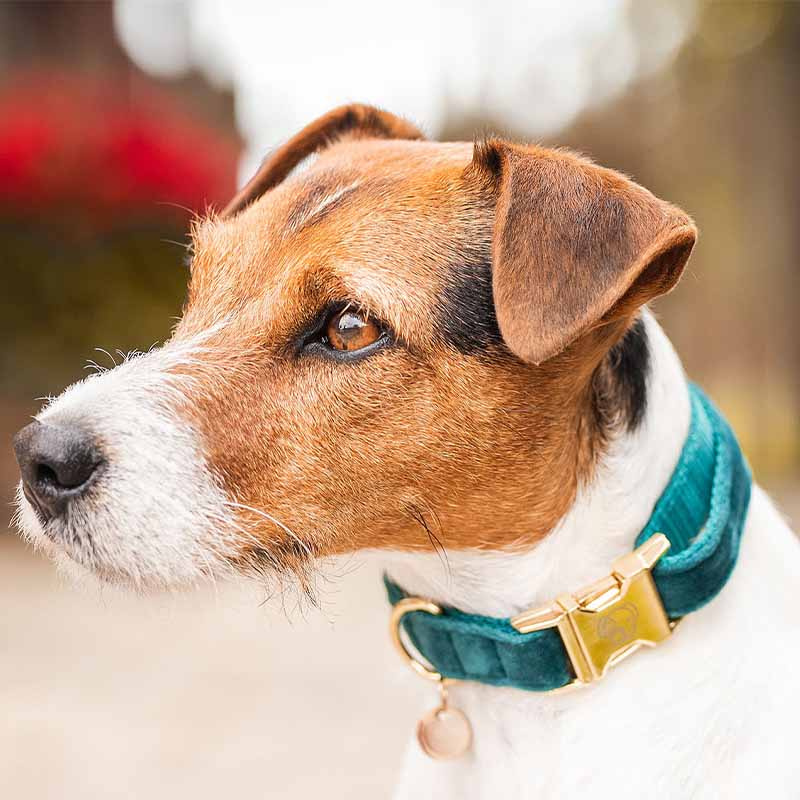 Dog Collar Velvet Emerald Green