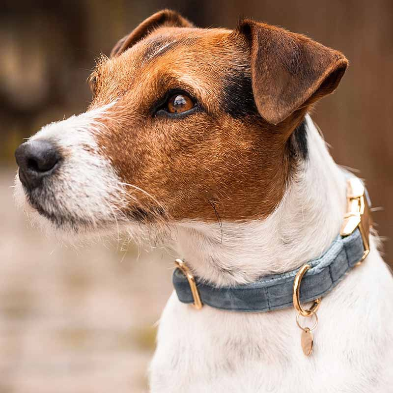 Dog Collar Velvet Light Blue