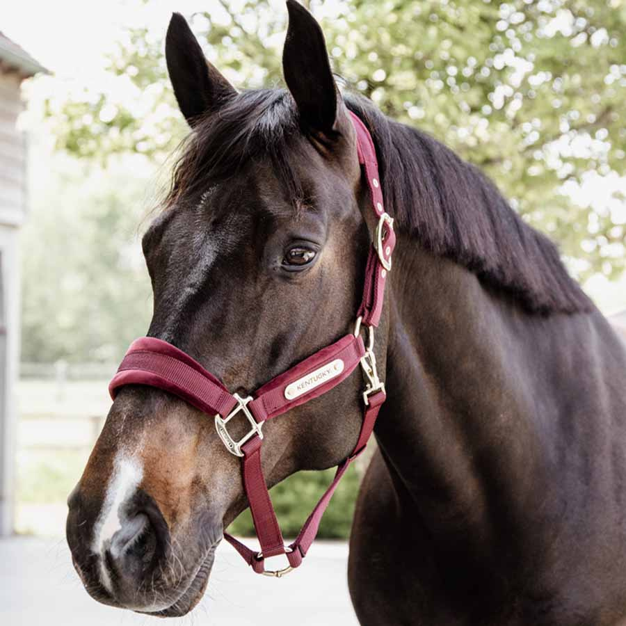 Halter Velvet Bordeaux