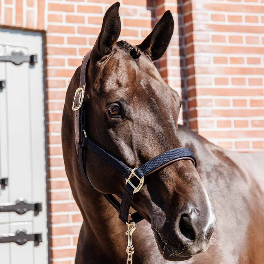 Halter Anatomic Nylon Navy Blue