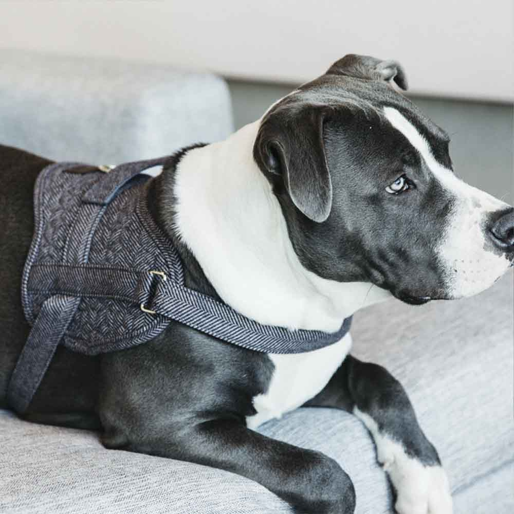 Dog Harness Wool Grey