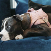 Dog Harness Wool Pink