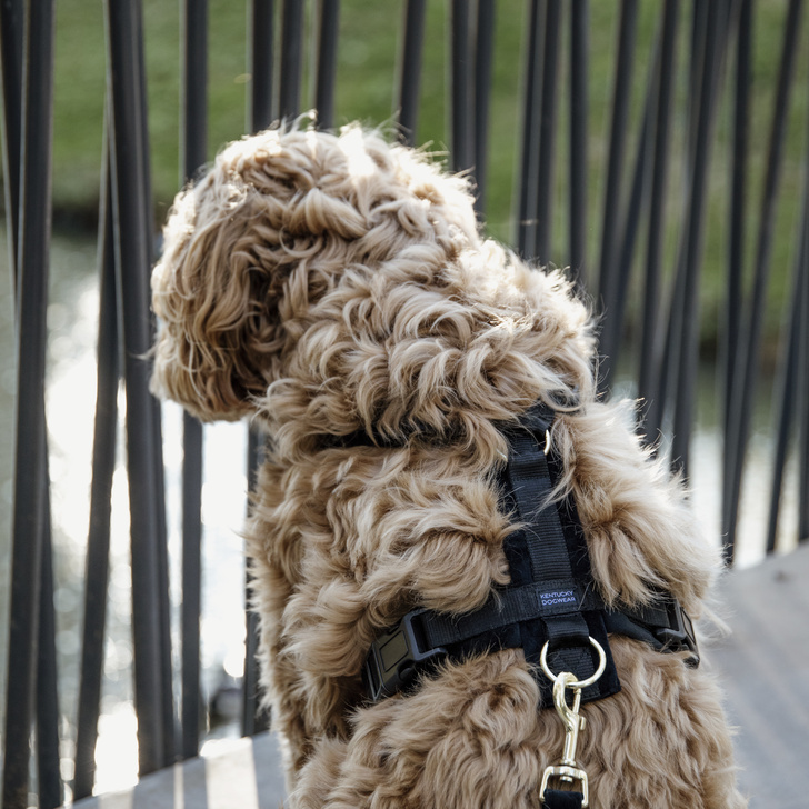 Dog Harness Active Velvet Black