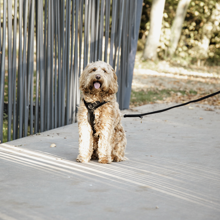 Dog Harness Active Velvet Black