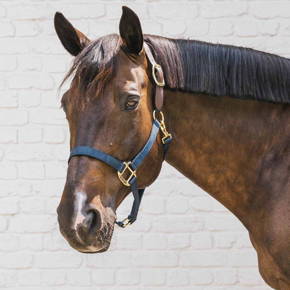 Halter Breakaway Navy Blue