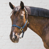Halter Breakaway Navy Blue Halter Breakaway Navy Blue