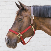 Halter Breakaway Bordeaux Halter Breakaway Bordeaux