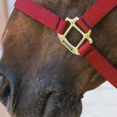 Halter Breakaway Bordeaux Halter Breakaway Bordeaux