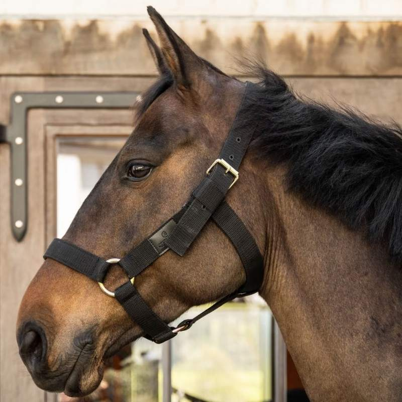Halter Heavy Duty Black