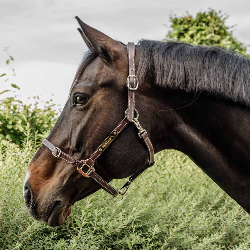 Leather Halter Artificial Anatomic Flexible Brown