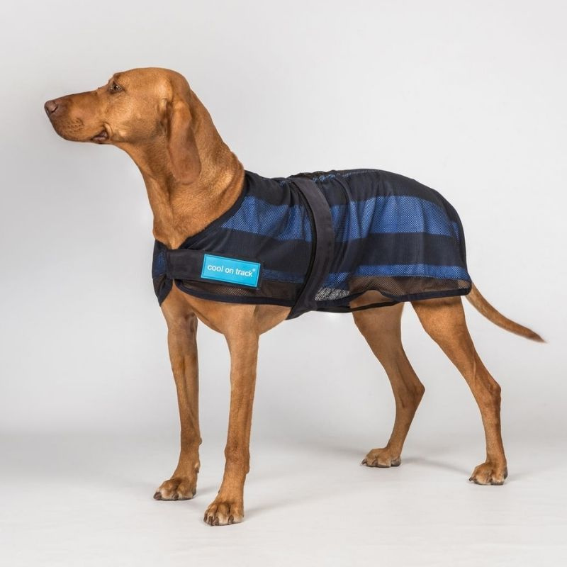 Cooling Coat Dog Cool on Track 2.0 Blue