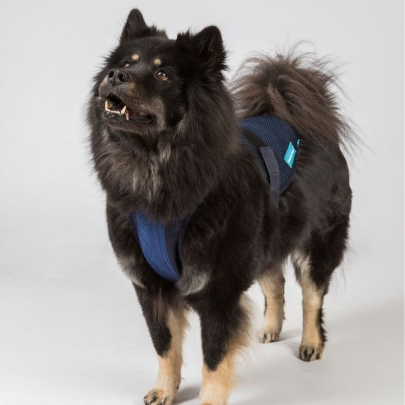 Cooling Dog Harness Cool on Track Blue