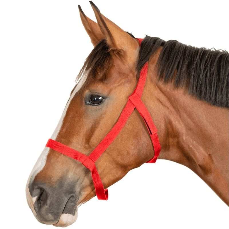 Field Halter Grazing Red