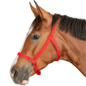 Field Halter Grazing Red Field Halter Grazing Red