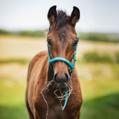 Foal Halter Malva HG Turquoise Foal Halter Malva HG Turquoise