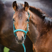 Foal Halter Malva HG Turquoise