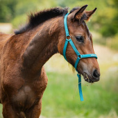Foal Halter Malva HG Turquoise
