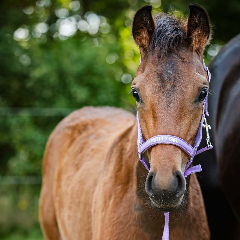 Foal Halter Malva HG Purple