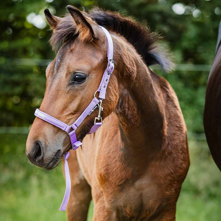 Foal Halter Malva HG Purple