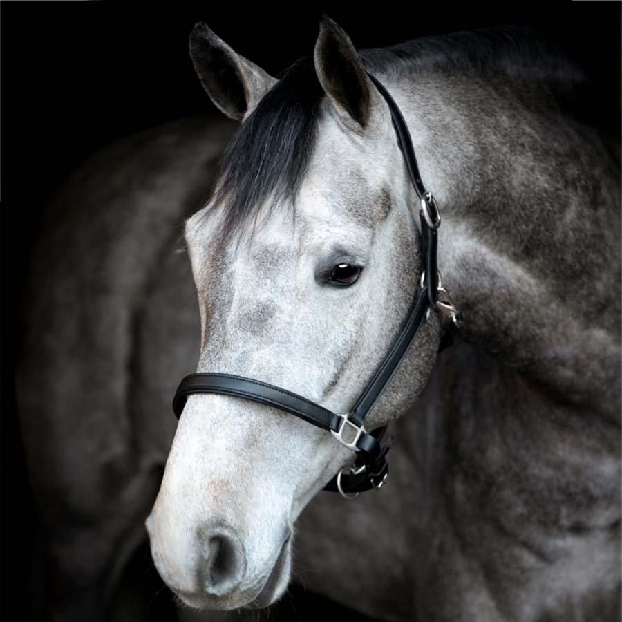 Leather Halter Sabine HG Black