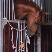Horse Toy Box Hanger in Suede Horse Toy Box Hanger in Suede