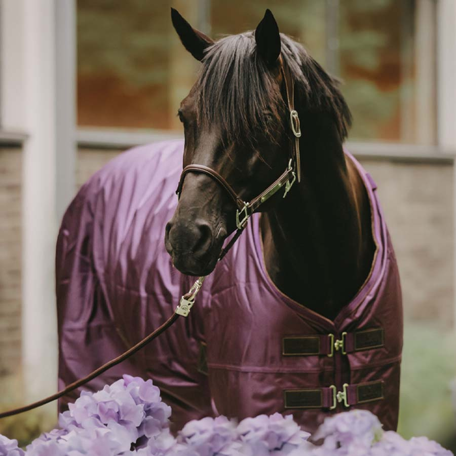 Turnout Rug All Weather Waterproof Pro 160g Royal Purple