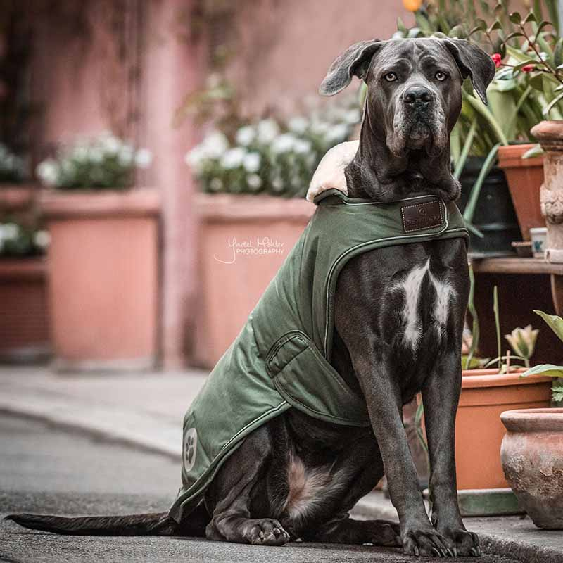 Dog Blanket Waterproof 300g Olive Green