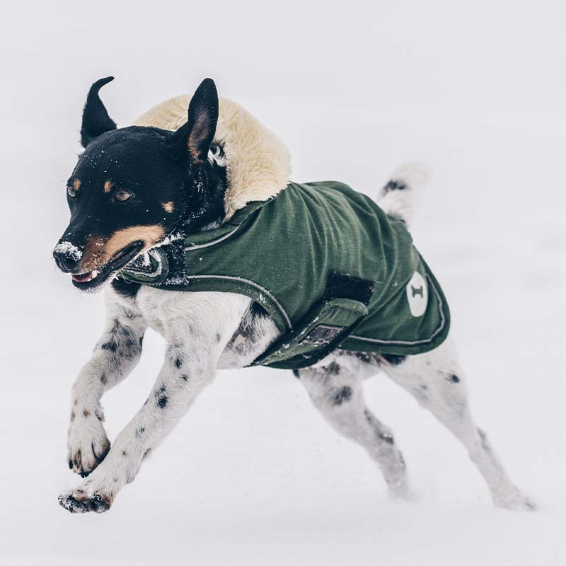 Dog Blanket Waterproof 300g Olive Green