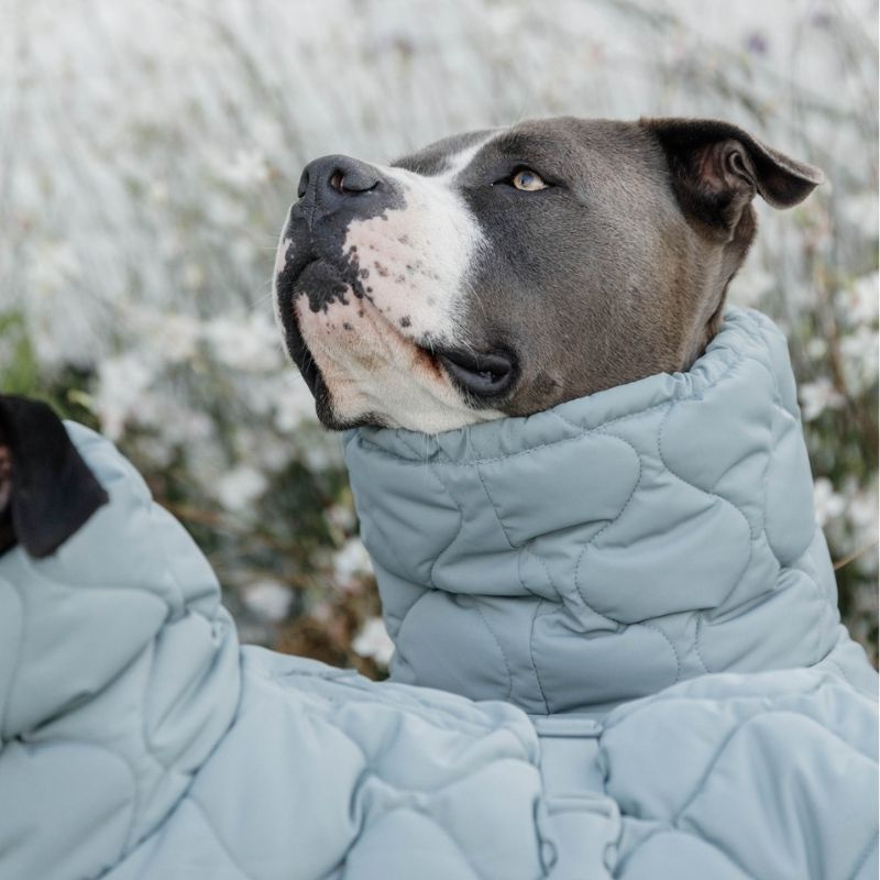 Dog Coat Winter Pina 160g Blue