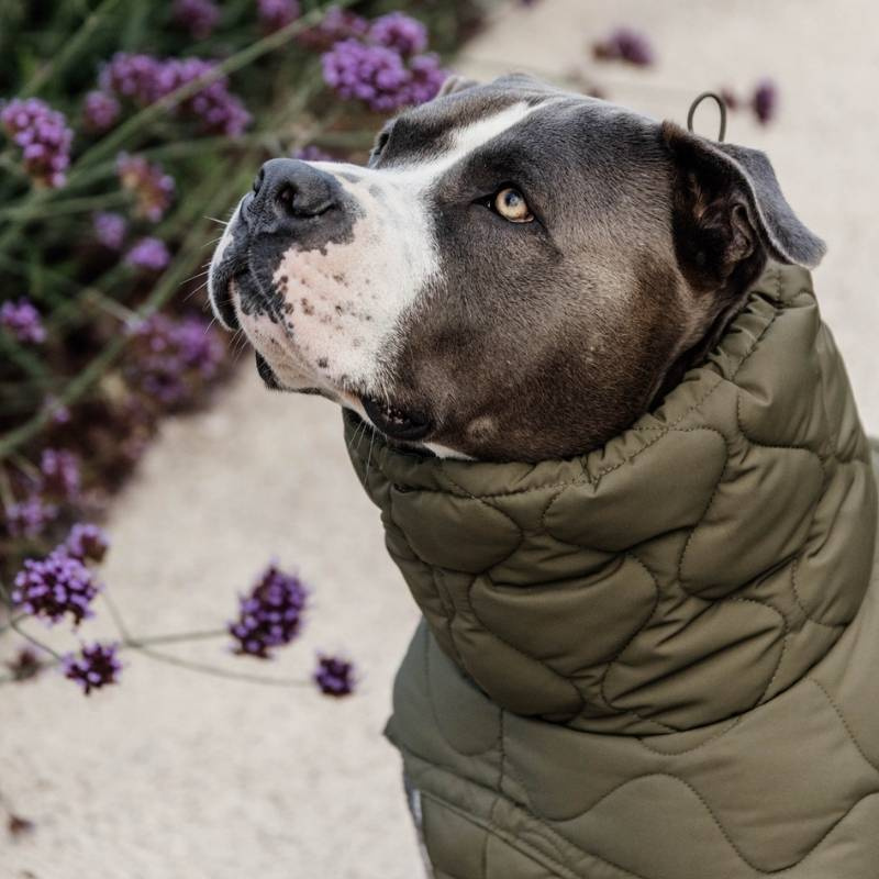 Dog Coat Winter Pina 160g Green