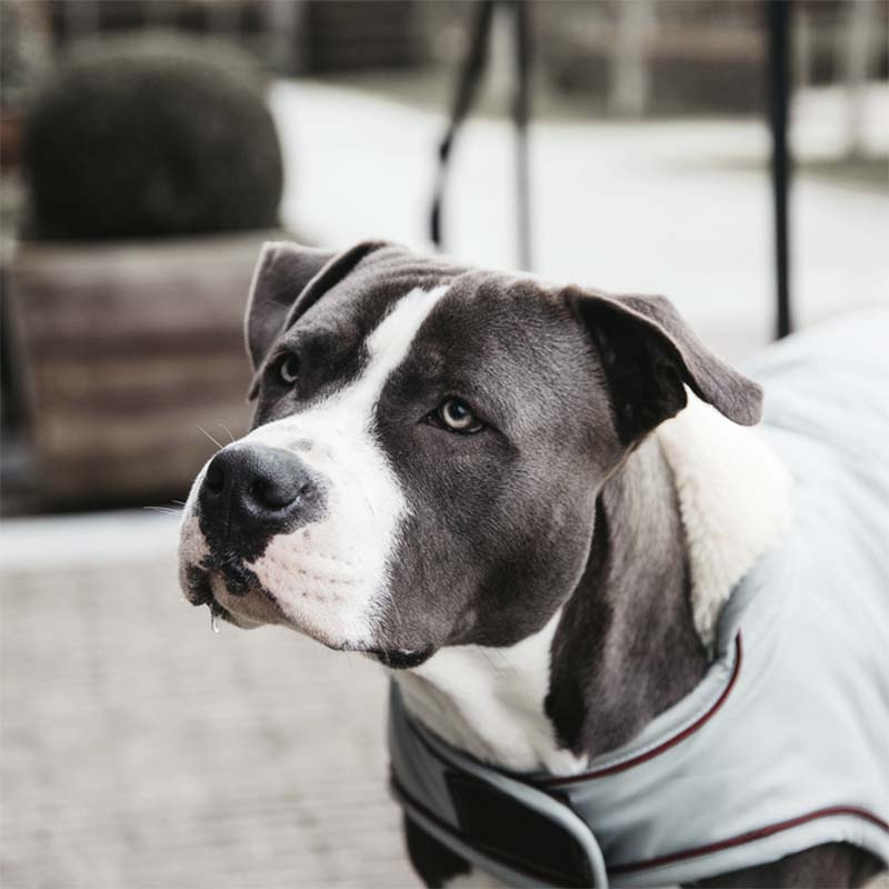 Dog Blanket Waterproof 160g Blue