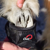 Hoof Boots CLB 2-pack Regular Black Hoof Boots CLB 2-pack Regular Black