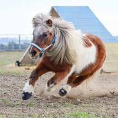 Hoof Boots CLB 2-pack Regular Black Hoof Boots CLB 2-pack Regular Black