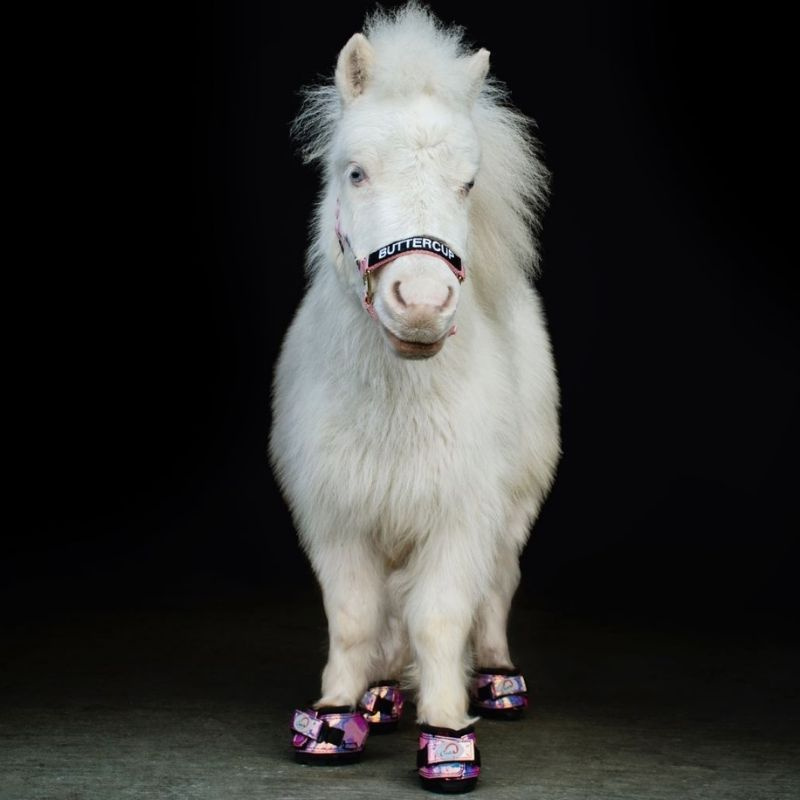 Hoof Boots CLB Regular 2-pack Pink