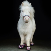 Hoof Boots CLB Regular 2-pack Pink Hoof Boots CLB Regular 2-pack Pink