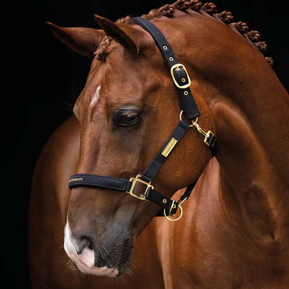 Halter HS Equestrian Life Black