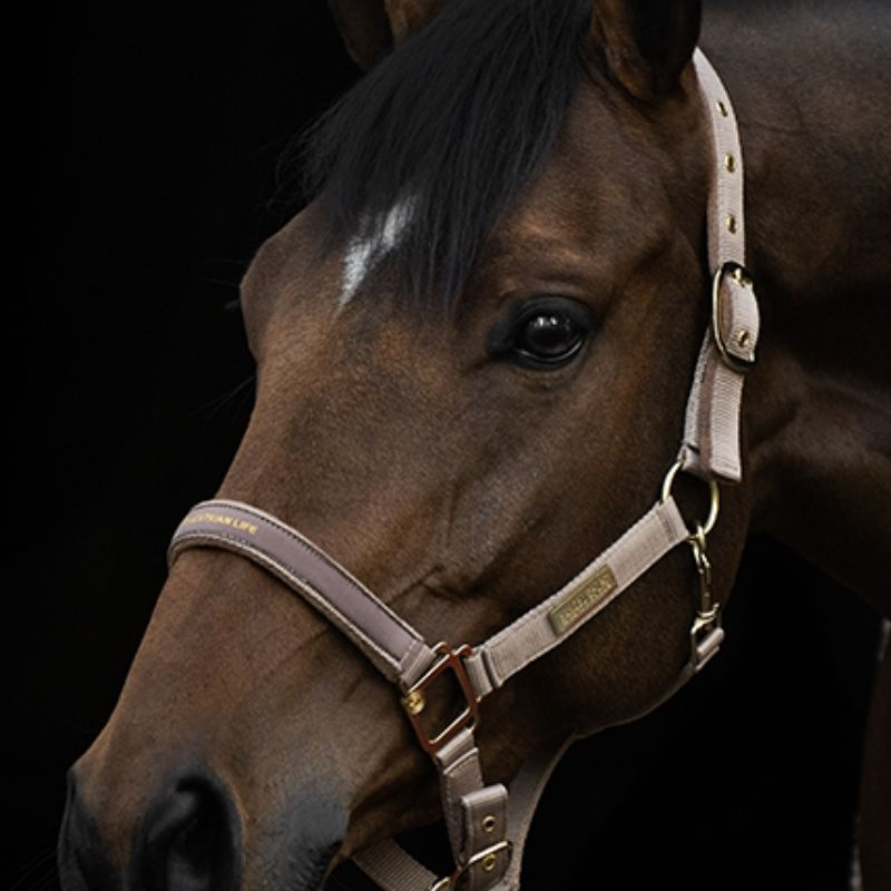 Halter HS Equestrian Life Beige