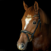 Bridle HS Clincher Aachen Black Bridle HS Clincher Aachen Black