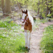 Foal Halter HS Unlined Pink Foal Halter HS Unlined Pink