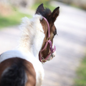 Foal Halter HS Unlined Pink Foal Halter HS Unlined Pink