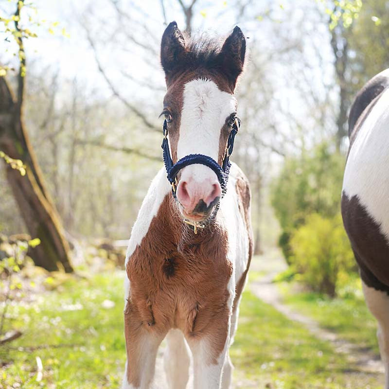 Foal Halter HS Unlined Blue