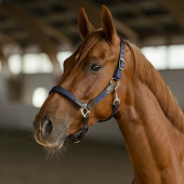 Halter HS Edit Navy Blue Halter HS Edit Navy Blue