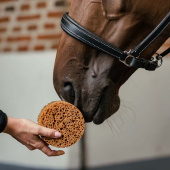 Round Sponge Brown Round Sponge Brown