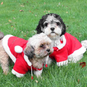 Dog Sweater Christmas with Hood Red/White Dog Sweater Christmas with Hood Red/White