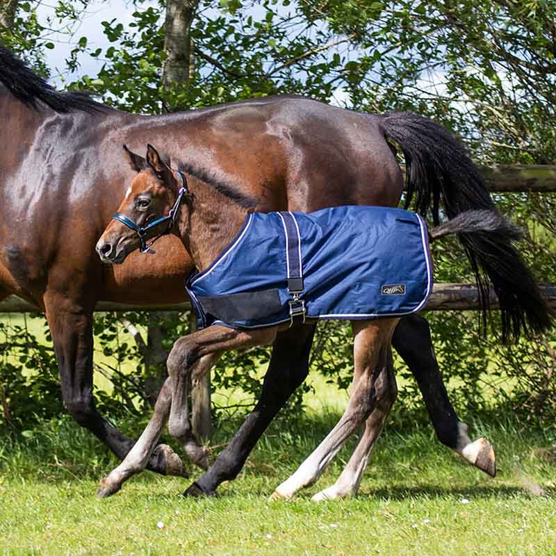 Foal Rug Turnout 600D 100g Navy Blue