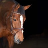 Bridle Thamar E-logo Clincher Brown/Brass Bridle Thamar E-logo Clincher Brown/Brass