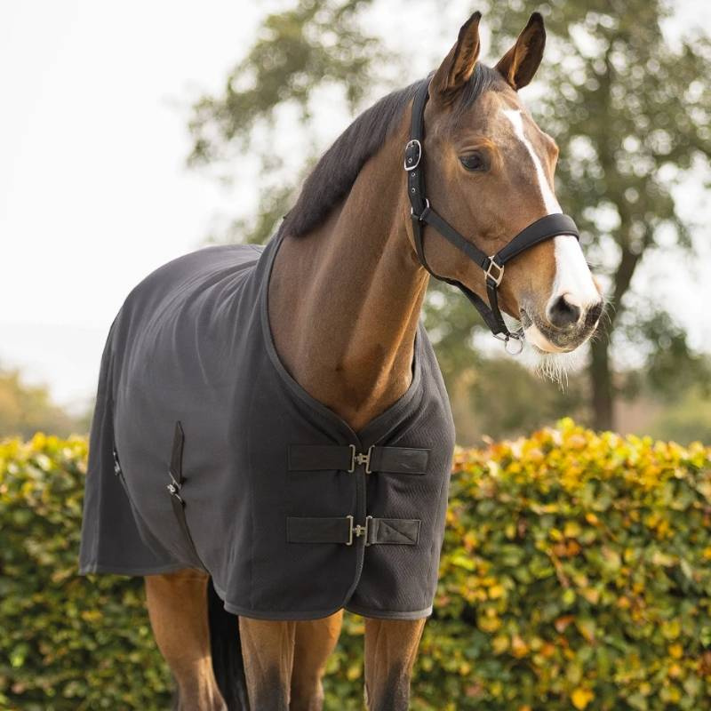 Show Rug Avenna Black