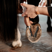 Hoof Ointment Equi Hoof Zinc Paste 60ml Hoof Ointment Equi Hoof Zinc Paste 60ml