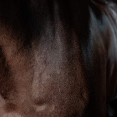 Coat Shine Super Shine Gloss Gel Almond 250ml Coat Shine Super Shine Gloss Gel Almond 250ml