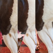 Dry Shampoo Green Spot & Dust Remover Almond 500ml Dry Shampoo Green Spot & Dust Remover Almond 500ml